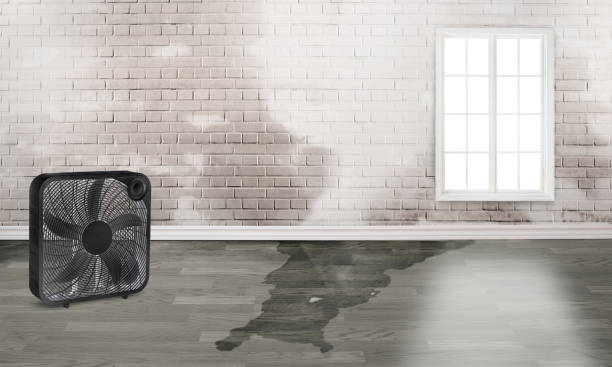 Best Local water damage restoration  in New Lexington, OH